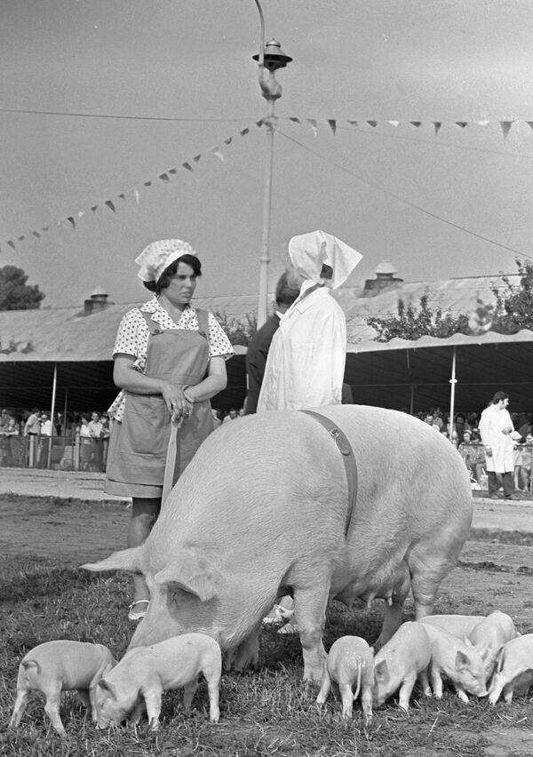 蘇聯國民經濟經濟成就展覽館養豬館的工作人員在展館前的草地上放牧豬媽媽和豬寶寶。1983年。 - 俄羅斯衛星通訊社