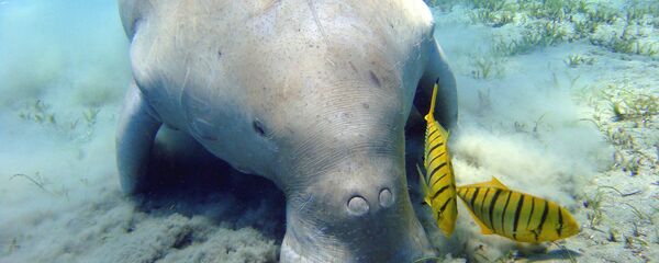 泰國疫情期間遊客稀少 海島旁重現儒艮群 - 俄羅斯衛星通訊社