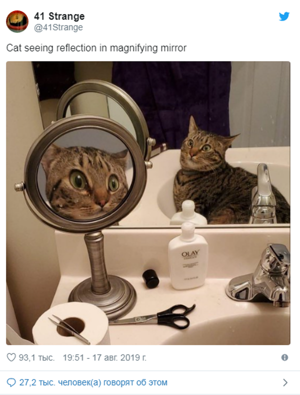  网友们被一只喵星人照片逗笑  - 俄罗斯卫星通讯社