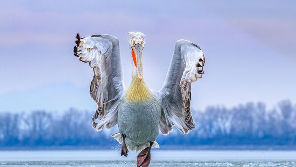卷羽鵜鶘翼下：鳥類攝影師獎最佳作品 - 俄羅斯衛星通訊社