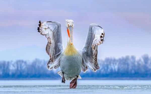 卷羽鵜鶘翼下：鳥類攝影師獎最佳作品 - 俄羅斯衛星通訊社