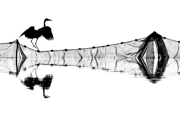 卷羽鹈鹕翼下：鸟类摄影师奖最佳作品 - 俄罗斯卫星通讯社