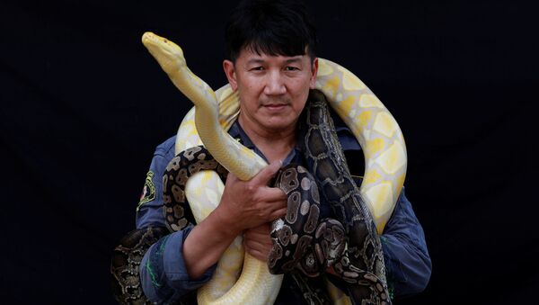著名的捕蛇手、消防員Pinyo Pukpinyo 同在曼谷捕到的黃金蟒為攝影師擺造型。 - 俄羅斯衛星通訊社