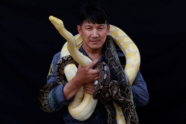 著名的捕蛇手、消防员Pinyo Pukpinyo 同在曼谷捕到的黄金蟒为摄影师摆造型。 - 俄罗斯卫星通讯社