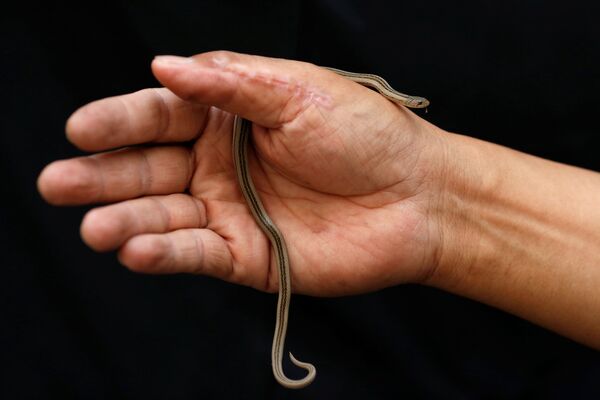 著名的捕蛇手、消防员Pinyo Pukpinyo同自己捕到的蛇。 - 俄罗斯卫星通讯社
