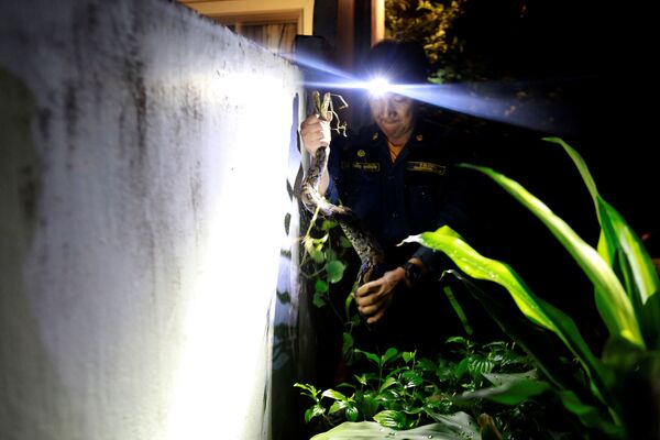 消防员Pinyo Pukpinyo在曼谷捕捉蟒蛇。 - 俄罗斯卫星通讯社