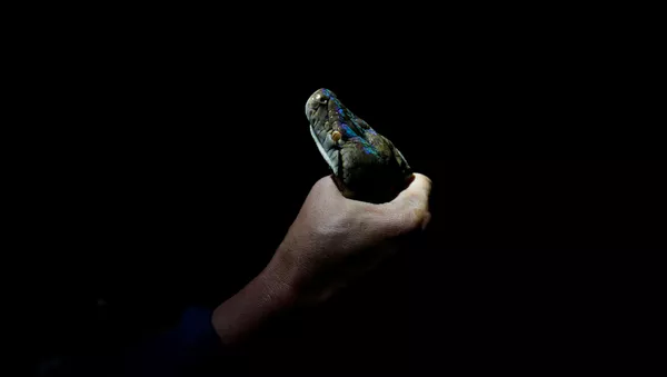 Пожарный Pinyo Pukpinyo, известный как ловец змей, с пойманным питоном - 俄羅斯衛星通訊社