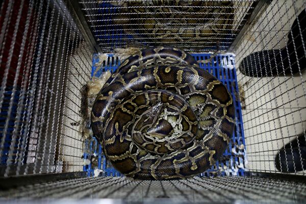 曼谷消防站内笼底蜷着的蛇。 - 俄罗斯卫星通讯社