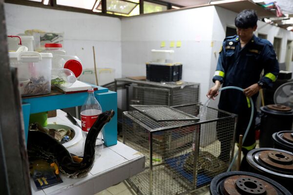 泰國曼谷消防站清洗蛇籠。 - 俄羅斯衛星通訊社
