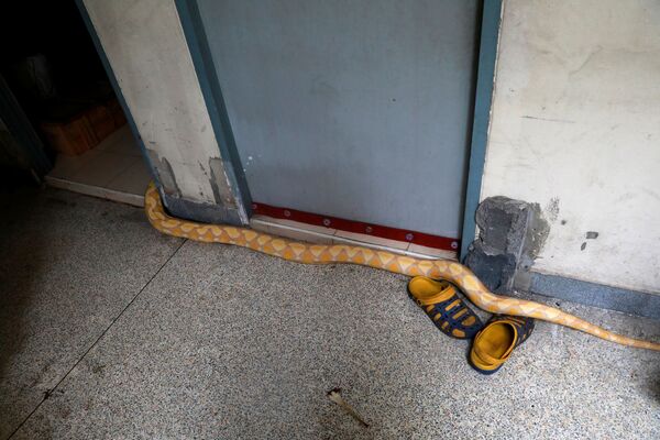 泰国曼谷消防车车库内的蟒蛇。 - 俄罗斯卫星通讯社