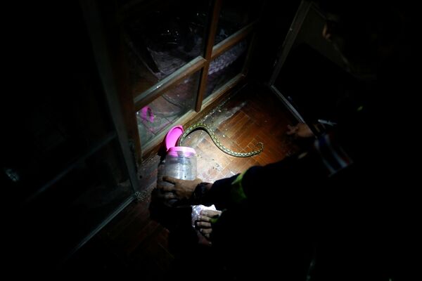 泰國曼谷消防員Pinyo Pukpinyo在家裡抓蟒蛇。 - 俄羅斯衛星通訊社