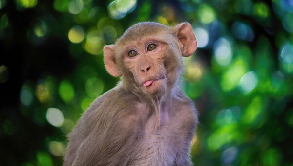 科學家：人體實驗前可用獼猴測試新冠疫苗 - 俄羅斯衛星通訊社