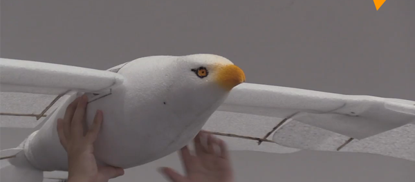 智能飞鸟亮相北京 - 俄罗斯卫星通讯社