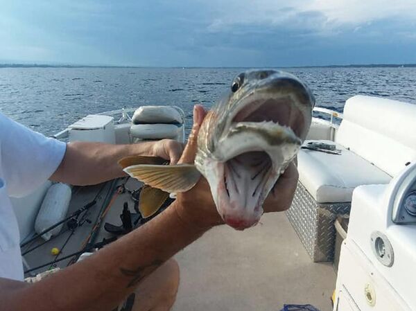 两张嘴的鱼惊倒钓鱼者 - 俄罗斯卫星通讯社