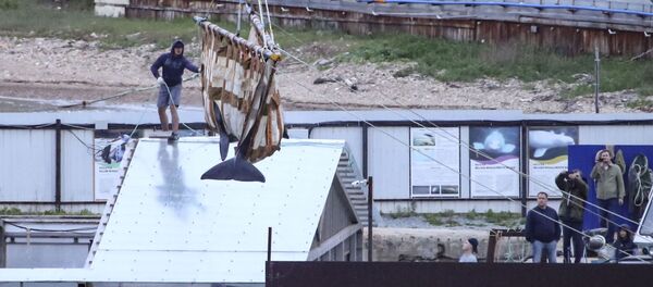 俄远东“鲸鱼监狱”最后一批虎鲸已被运往放归地点 - 俄罗斯卫星通讯社