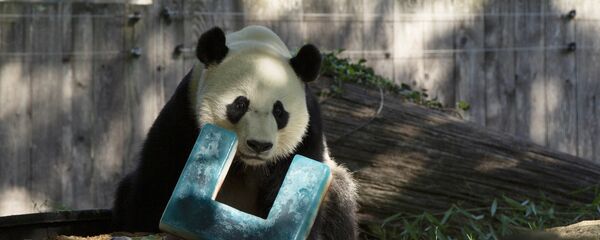 大熊猫“贝贝”庆祝在美国的最后一个生日并将很快前往中国 - 俄罗斯卫星通讯社
