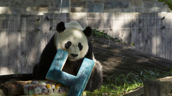 中國網友強烈抵制美國孟菲斯動物園租借年輕熊貓 - 俄羅斯衛星通訊社
