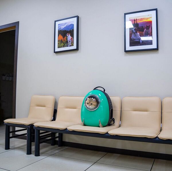 俄罗斯的旅行猫成了网红 - 俄罗斯卫星通讯社