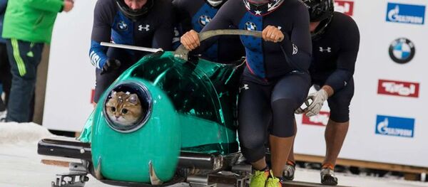 俄罗斯的旅行猫成了网红 - 俄罗斯卫星通讯社