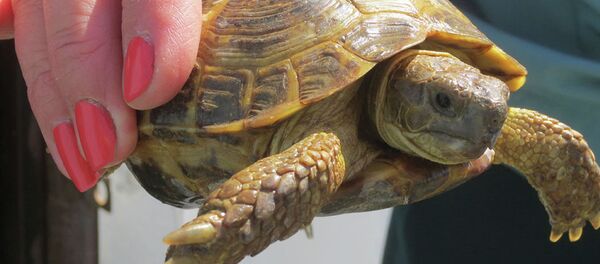 俄羅斯奧倫堡警察照顧4000只中亞陸龜一個多月 - 俄羅斯衛星通訊社