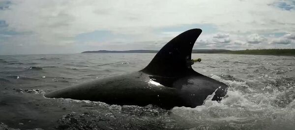 埃及发现可在陆地行走的古鲸化石