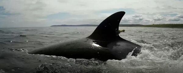 Косатка Косатка - 俄罗斯卫星通讯社