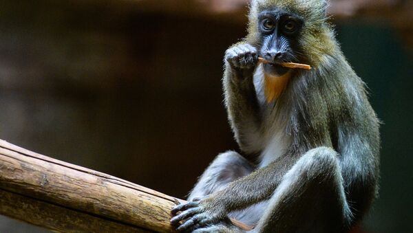 外媒：對中國猴子加徵關稅致美國醫學研究遇阻 - 俄羅斯衛星通訊社