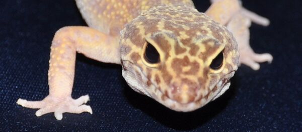 科学家利用基因编辑技术培育出白化蜥蜴 科学家利用基因编辑技术培育出白化蜥蜴 - 俄罗斯卫星通讯社