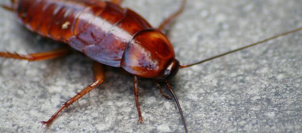 Таракан - 俄罗斯卫星通讯社