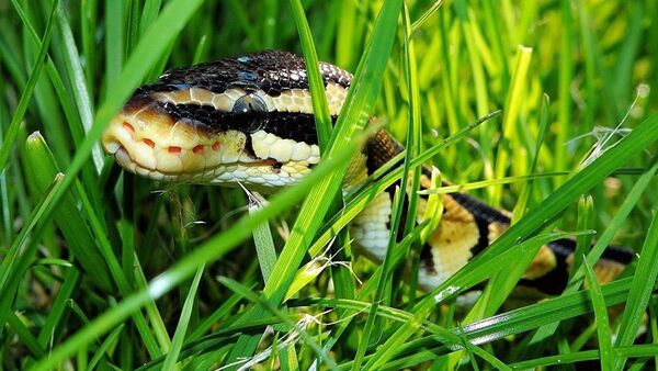 澳大利亞野生蟒蛇吞食烏鴉 - 俄羅斯衛星通訊社