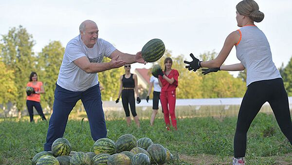 白俄罗斯总统卢卡申科在庄园地里收瓜的劳动场面，收获了20吨的大西瓜。 - 俄罗斯卫星通讯社