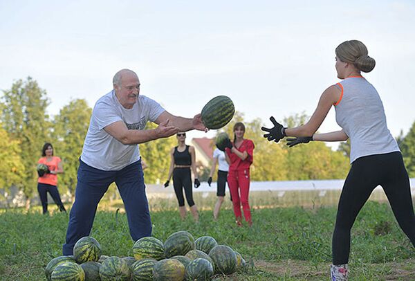 白俄羅斯總統盧卡申科在莊園地裡收瓜的勞動場面，收穫了20噸的大西瓜。 - 俄羅斯衛星通訊社