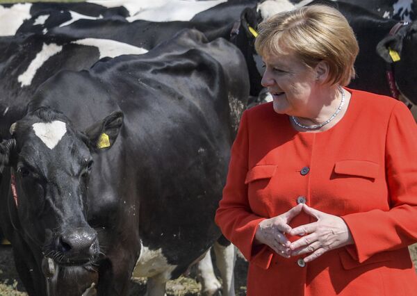德國總理默克爾視察奶牛場。 - 俄羅斯衛星通訊社
