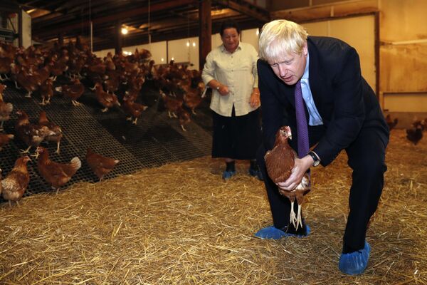 英國首相約翰遜在英國脫歐後復興農業框架內訪問一家農場，手裡拿著一隻雞。 - 俄羅斯衛星通訊社