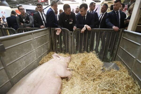 法國總統埃馬克龍與養豬場農民交談。 - 俄羅斯衛星通訊社