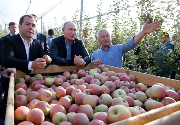俄羅斯總統普京和總理梅德韋傑夫視察斯塔夫羅波爾邊疆區蘋果園。 - 俄羅斯衛星通訊社
