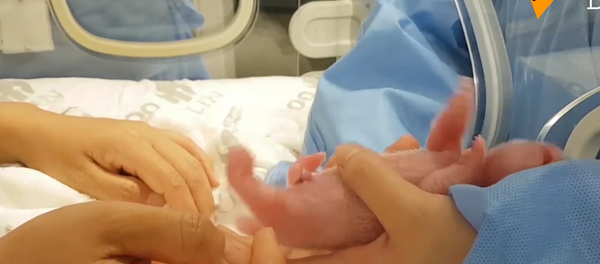 柏林动物园为大熊猫双胞胎庆生 柏林动物园为大熊猫双胞胎庆生 - 俄罗斯卫星通讯社