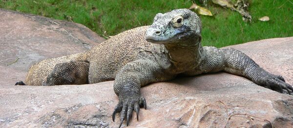 科莫多巨蜥 - 俄罗斯卫星通讯社