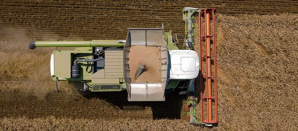 Уборка озимой пшеницы на поле - 俄罗斯卫星通讯社