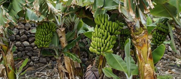 到2050年气候变化或将导致香蕉消失 - 俄罗斯卫星通讯社
