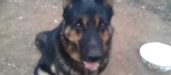 在老宅廢墟上等主人的阿斯特拉罕“忠犬八公”被拍下 - 俄羅斯衛星通訊社