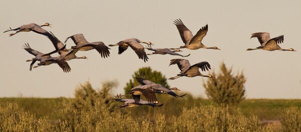 Полет серых журавлей в Экстемадуре, Испания - 俄罗斯卫星通讯社