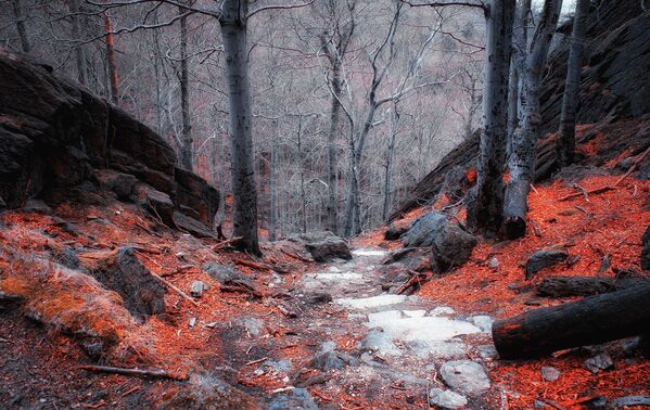 波蘭克爾科諾謝山的森林景色 - 俄羅斯衛星通訊社