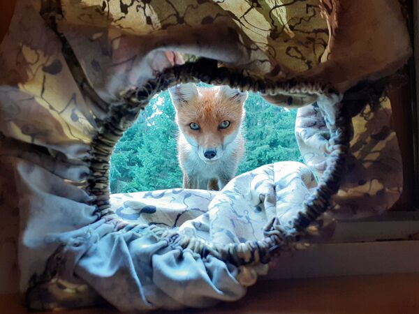 斯洛文尼亞拍攝到的狐狸 - 俄羅斯衛星通訊社