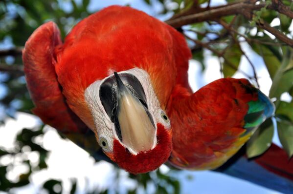 委內瑞拉森林中的鸚鵡 - 俄羅斯衛星通訊社