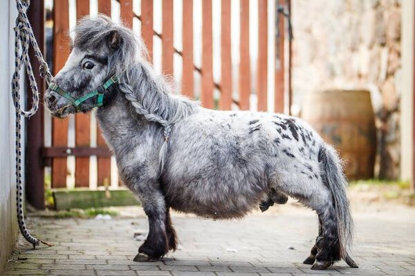 波兰发现世界上最小的马 - 俄罗斯卫星通讯社