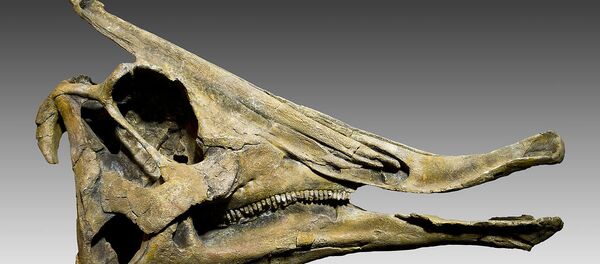 鴨嘴龍的顱骨 鴨嘴龍的顱骨 - 俄羅斯衛星通訊社