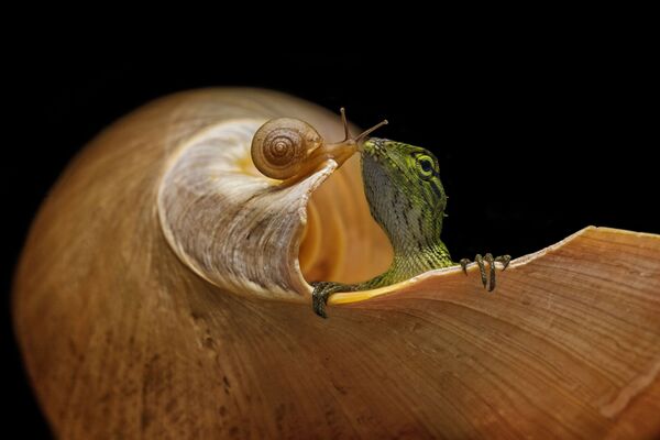 蜥蜴和蜗牛。作者：Andi Halil（印度尼西亚）。 - 俄罗斯卫星通讯社