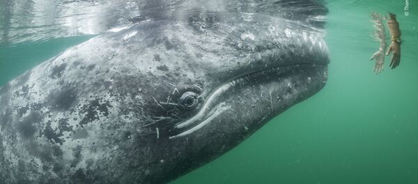 Снимок Touching trust немецко-южноафриканского фотографа Thomas P. Peschak, высоко оцененный в категории Wildlife photojournalism конкурса Wildlife Photographer of the Year 2019 - 俄羅斯衛星通訊社