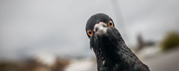 美國中央情報局解密培訓間諜鴿和間諜貓的文件 - 俄羅斯衛星通訊社